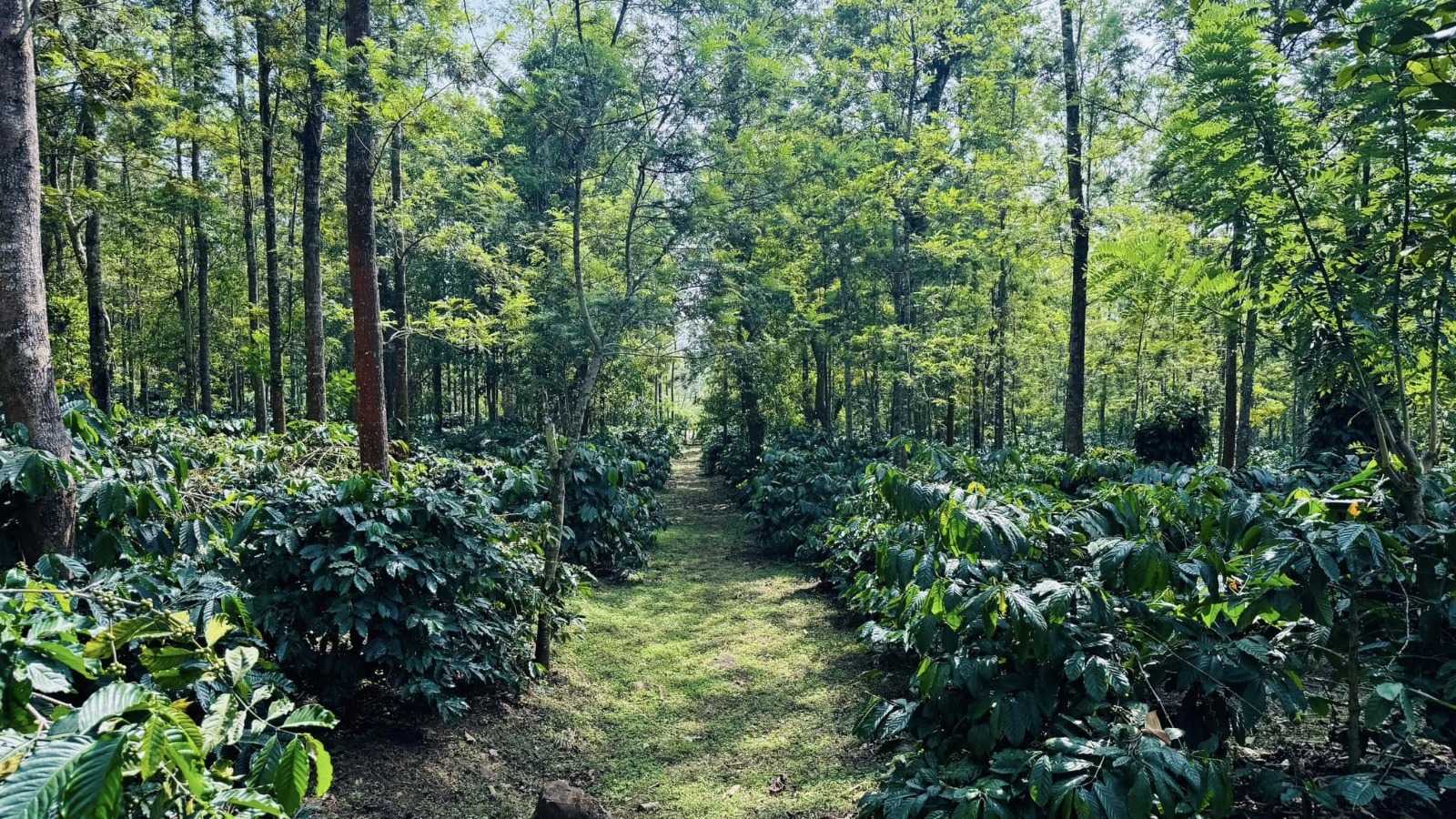 5 Acres Scenic Coffee Estate  Land For Sale Near Hassan & Sakleshpur