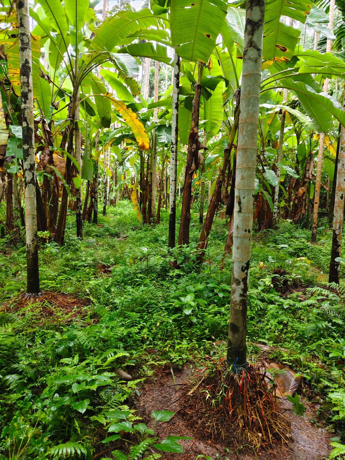 Agriculture land for Sale in Renja Puttur Karnataka