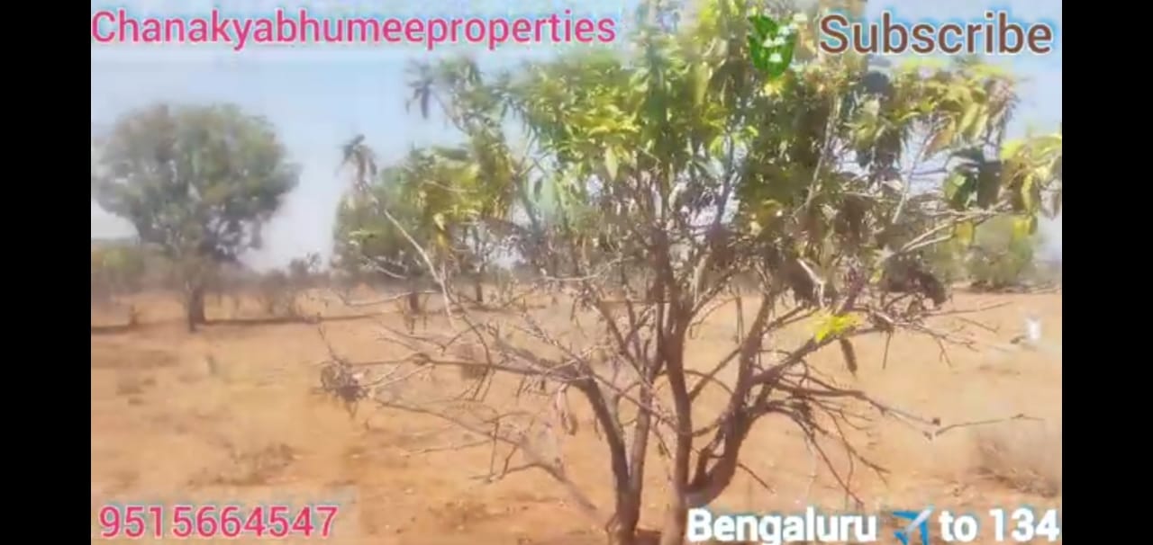 13 acres red soil land for sale in Penukonda Anantapur