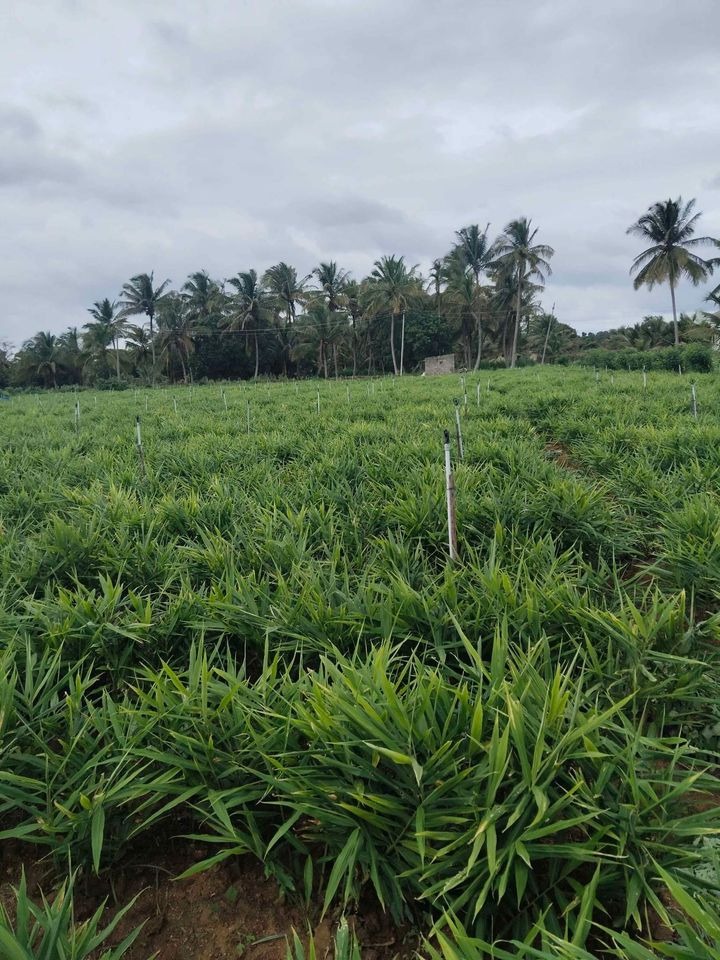 Commercial Land for Sale Near Bogadi Gaddige Main Road, Mysore
