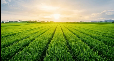 4 Acres Agricultural Land For Sale In Geesukonda Warangal