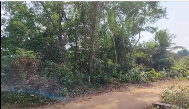 Agricultural  Land For Sale In Bullerikate Puttur