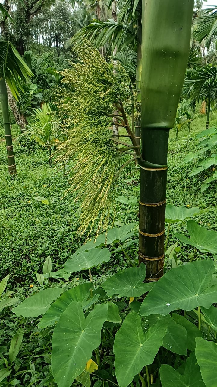 2 Acres Agriculture land for sale in Uppingandy NH side Karnataka 
