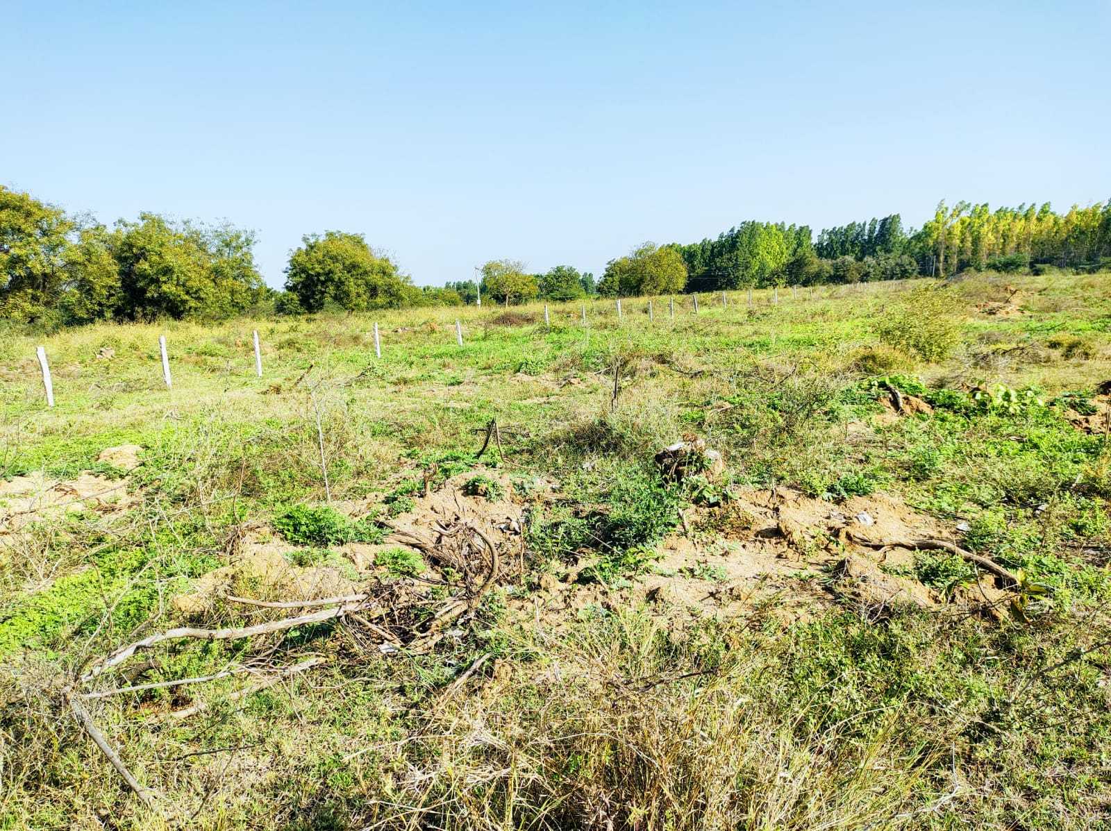 3 Acre Agriculture Land for Sale at Yadadri