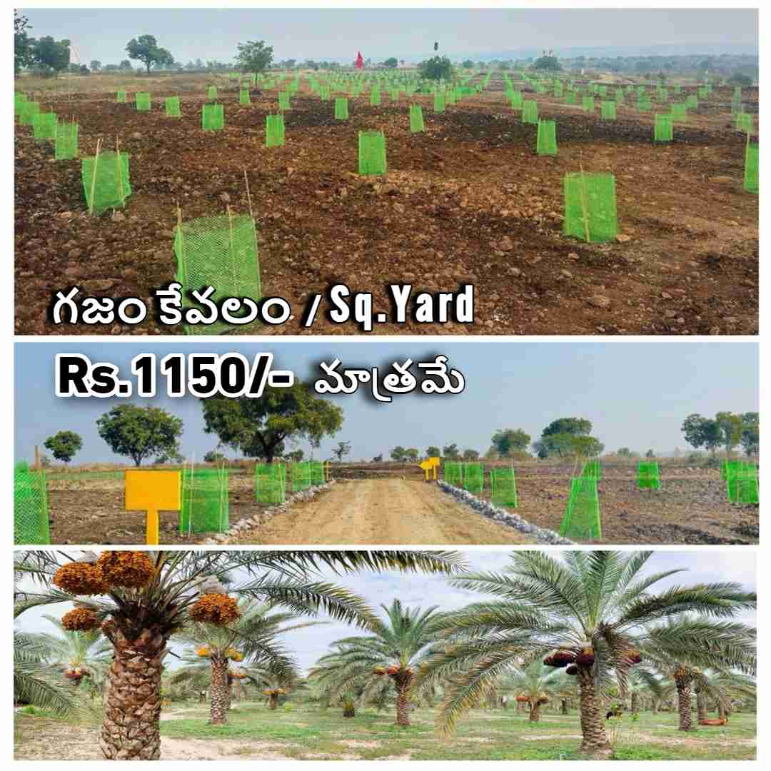 Best Investment Farm land for sale in  Narayankhed, Sangareddy