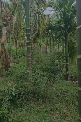 Agricultural  Land For Sale In Moodbidri  Surrounding 
