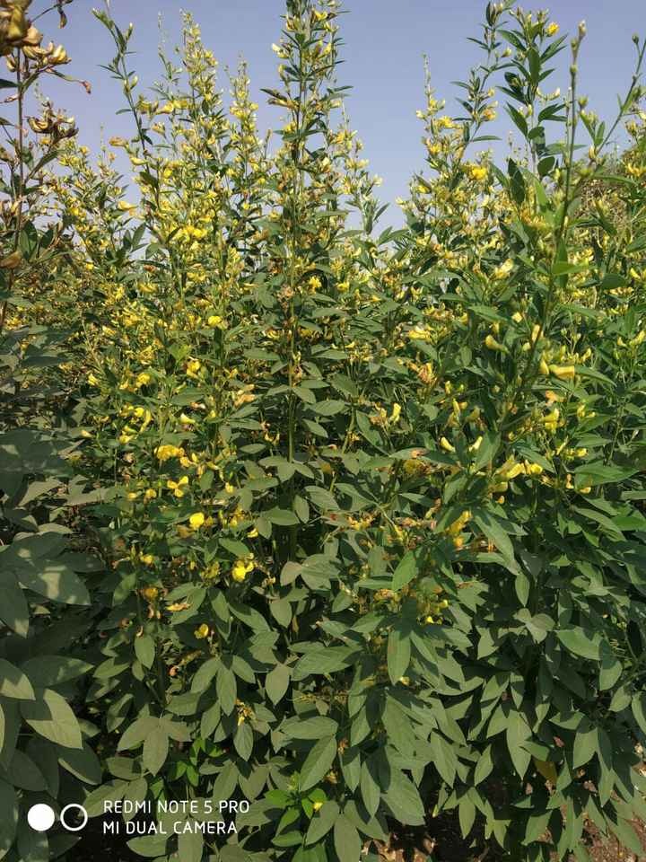 Prime Agricultural Land For Sale in Yadadri-Bhongir District
