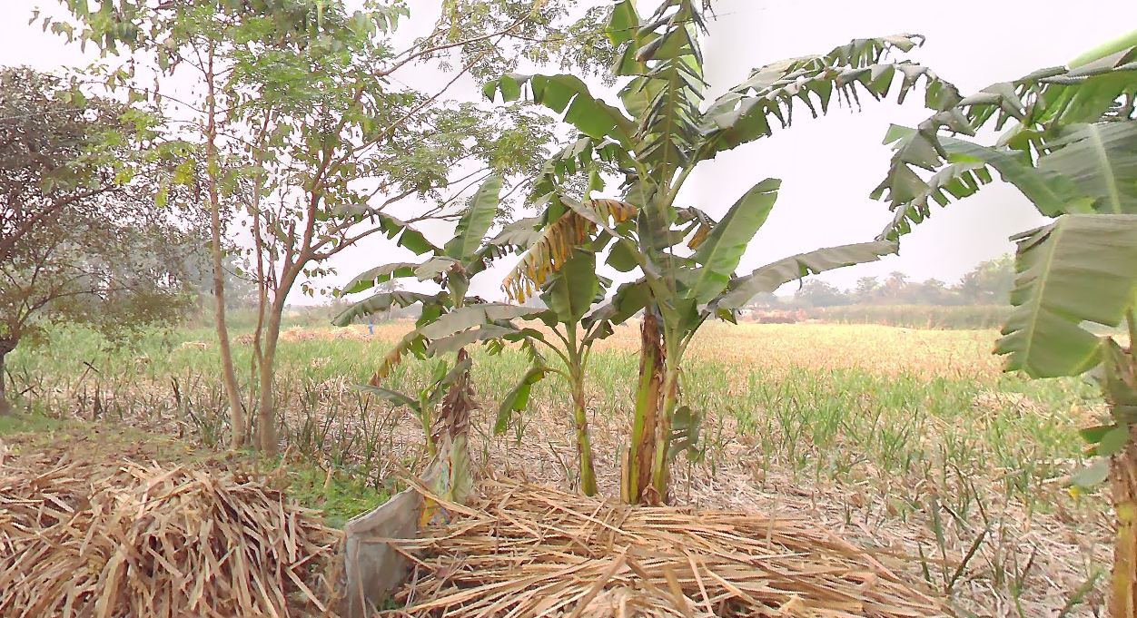 950 biga land for sale at NH 16 Jhargram