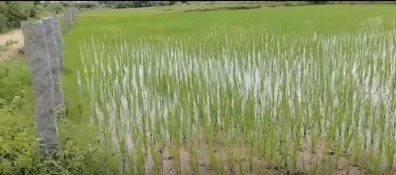 1 Acre Agriculture land for sale in Nangunoor Siddipet