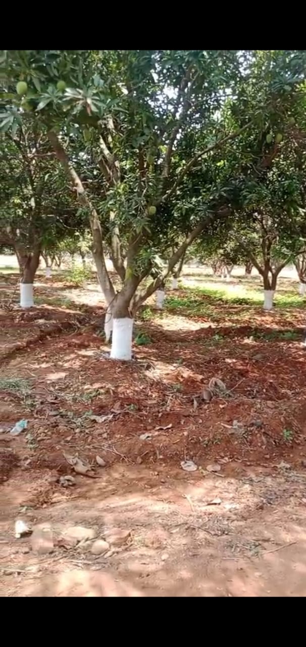 6 Acres 8 guntas Agriculture land for sale at kethireddypally 