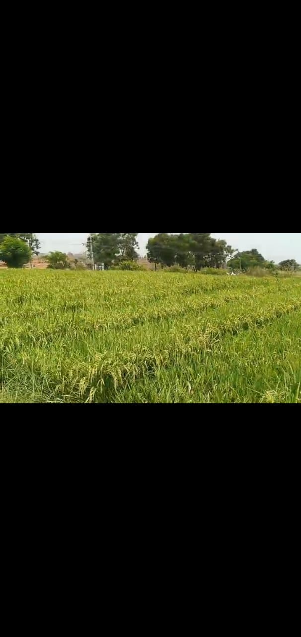 36 Guntas Agriculture land for sale at  chinnakodur , Siddipet