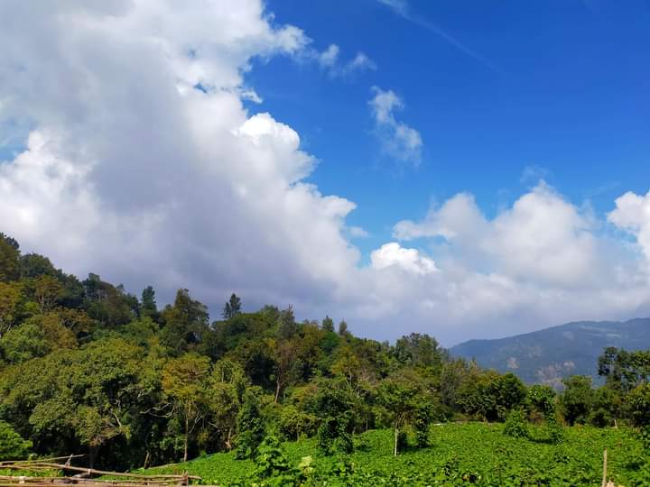 Lush Plantation Land for Sale Near Kodaikanal