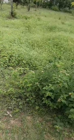 Farm Land For Sale In Moinabad Ranga Reddy