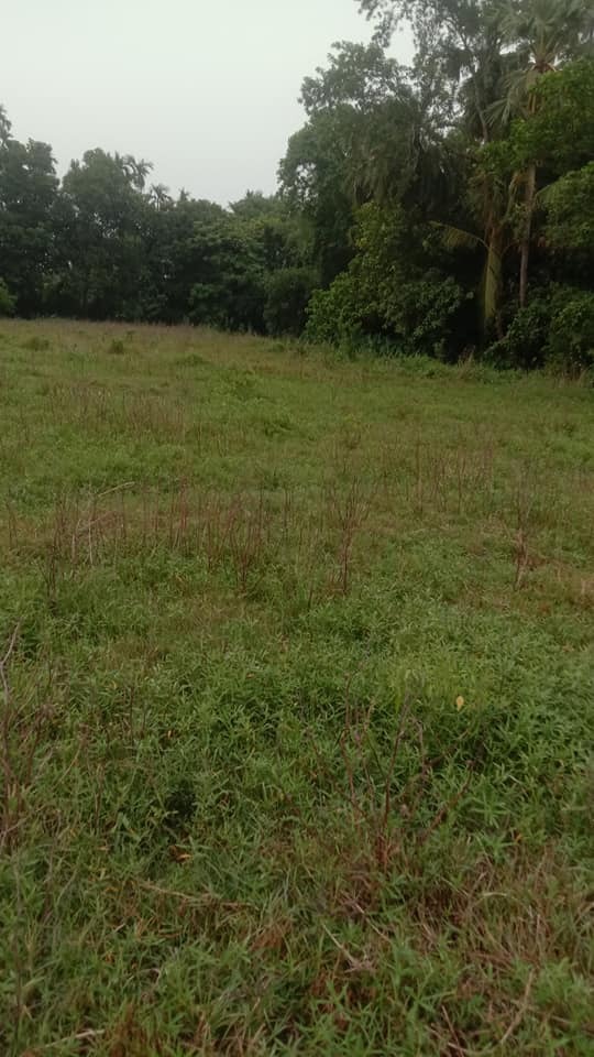 Residential and Agricultural Use Farmland for Sale Near Amtala and Gabberia 