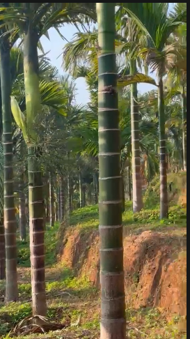 Agricultural Land For Sale At Puttur