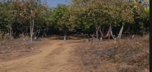 10 Acres Mango Garden For Sale At Markook Siddipet