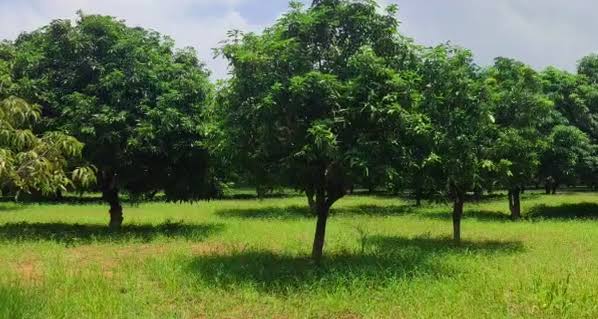 Development Plots For Sale @ Punadipadu Krishna District