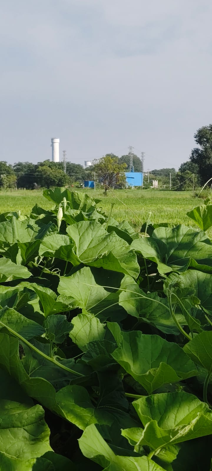 5.3 Acres Land For Sale At Mamidipally  Sangareddy
