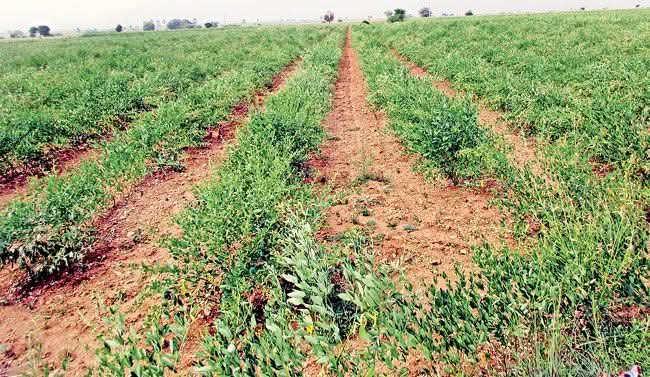 4 Acers Agricultural land For Sale @Jangaon