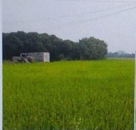 27.20 Guntas Agricultural Land For Sale At Hasanparthy