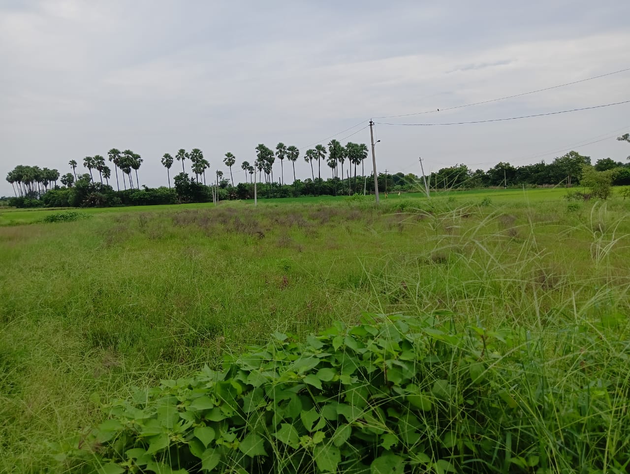 20 Guntas Land for Sale in Raghavapoor,Siddipet