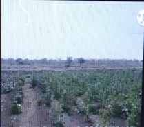 100+ acres Farm land for sale at Sadashivpet