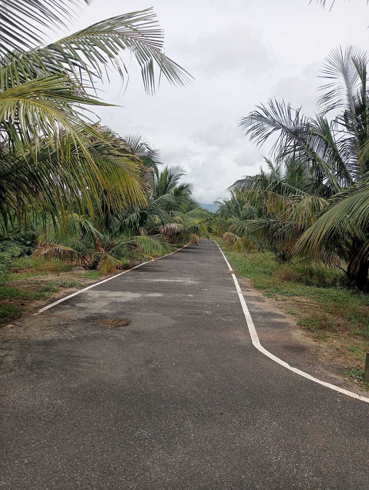 8.20 Acre Coconut Farm with Swimming Pool For Sale Thenkarai, Coimbatore
