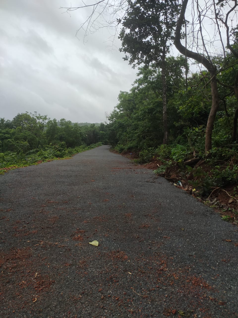 7100 sqmts land Orchard property for sale at Tambose Goa