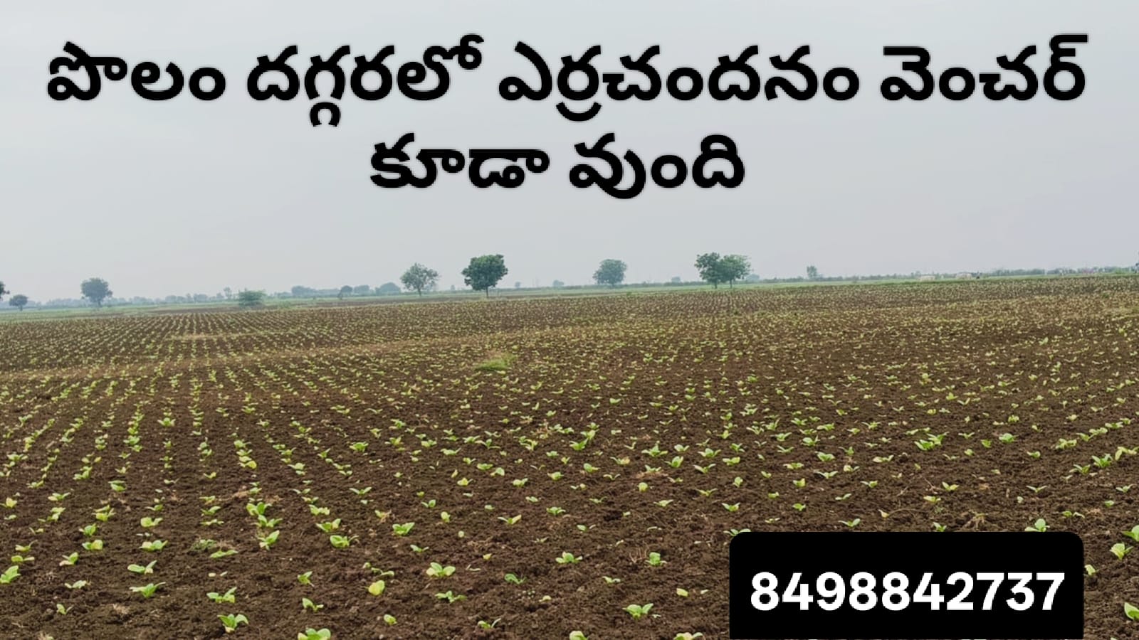 Agriculture Land For Sale near kodepi constituency, Prakasam Dt.