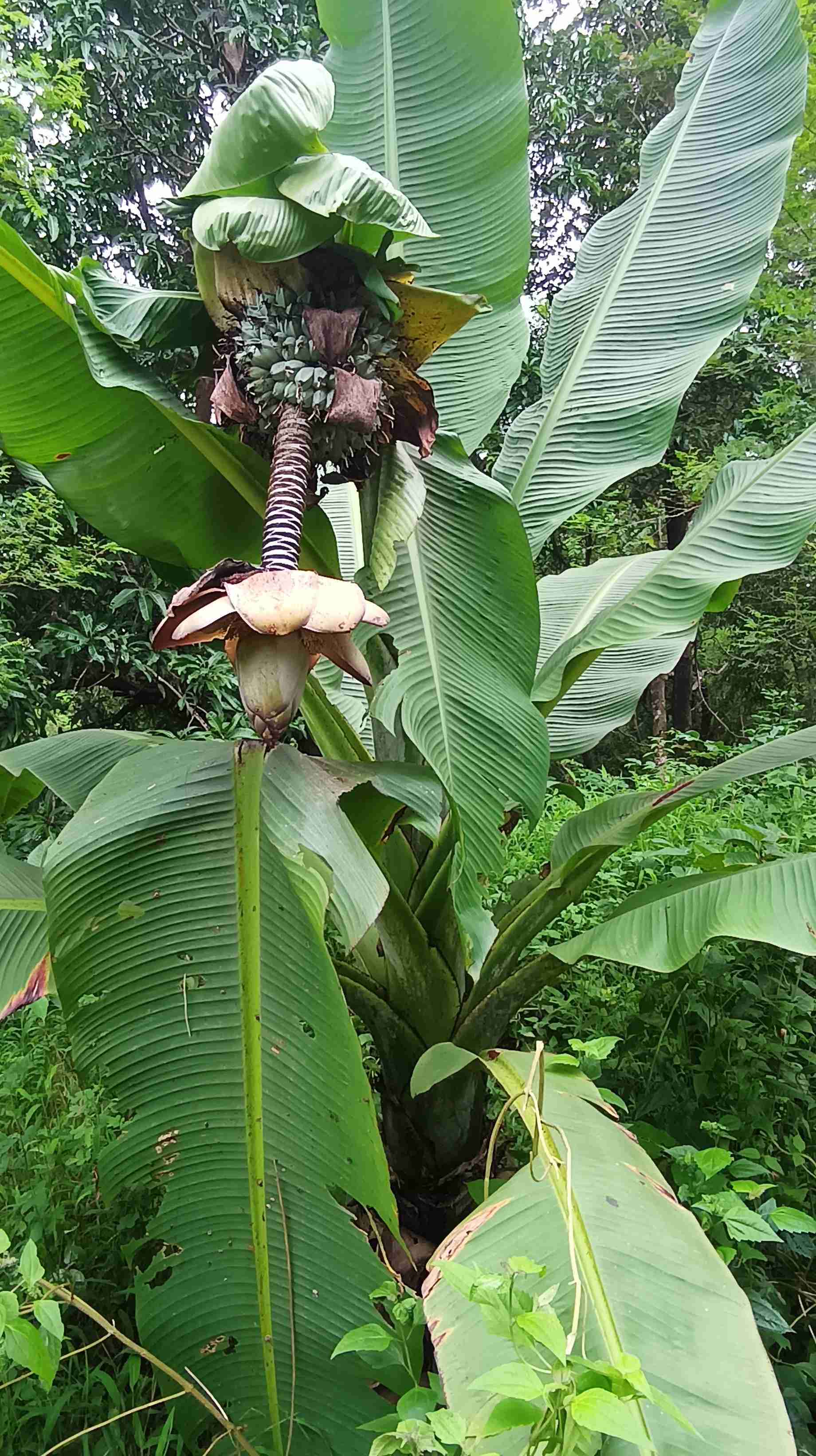 Near Goa mango garden for sale