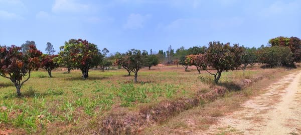 2 Acre 30 Gunta Mango Farm For Sale  in Mulbagal, Bengaluru