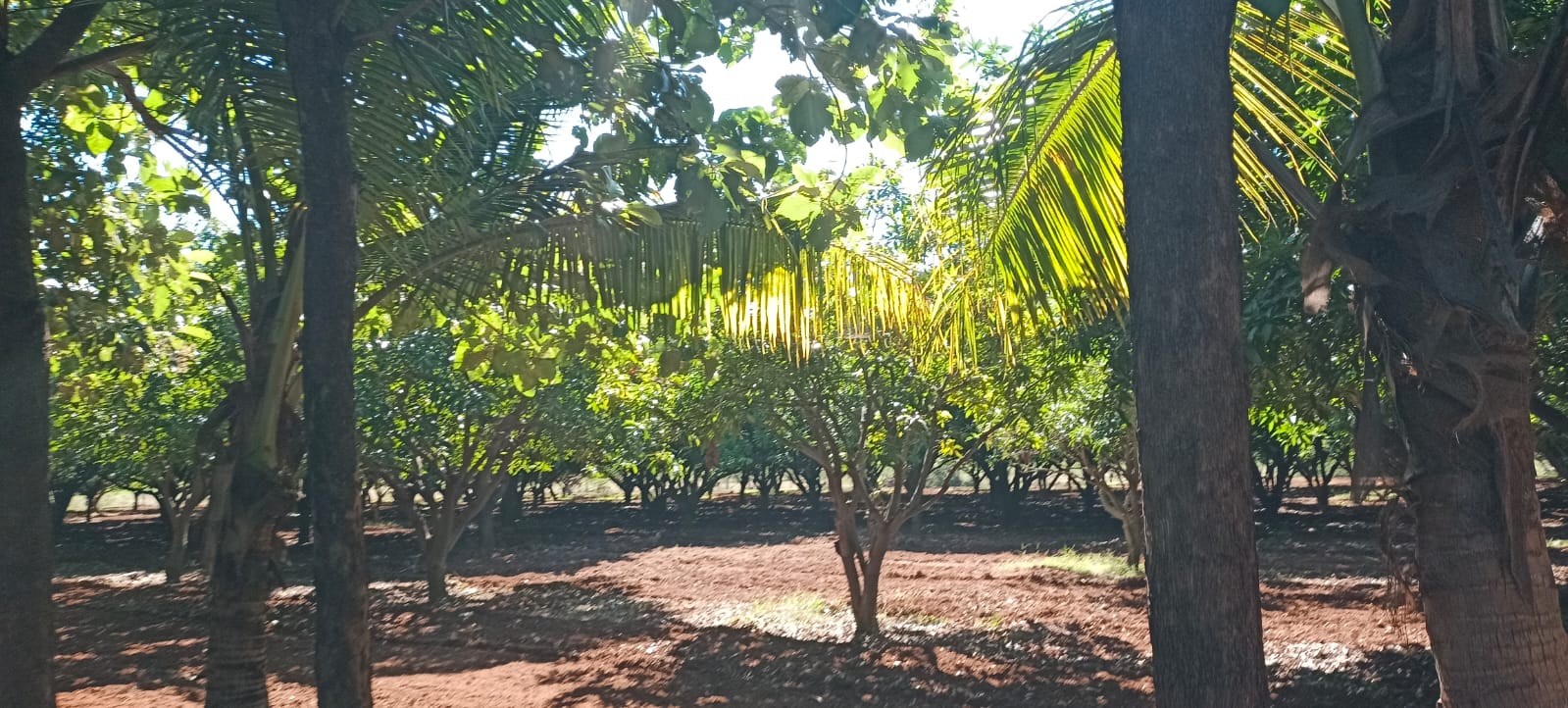 22 Acres of Land for Sale 180 km From Hyderabad