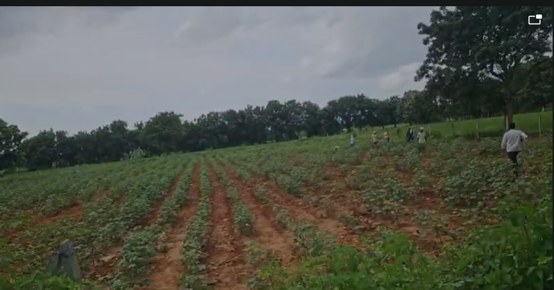 1 Acre Land For Sale In Chinthakunta Sangareddy