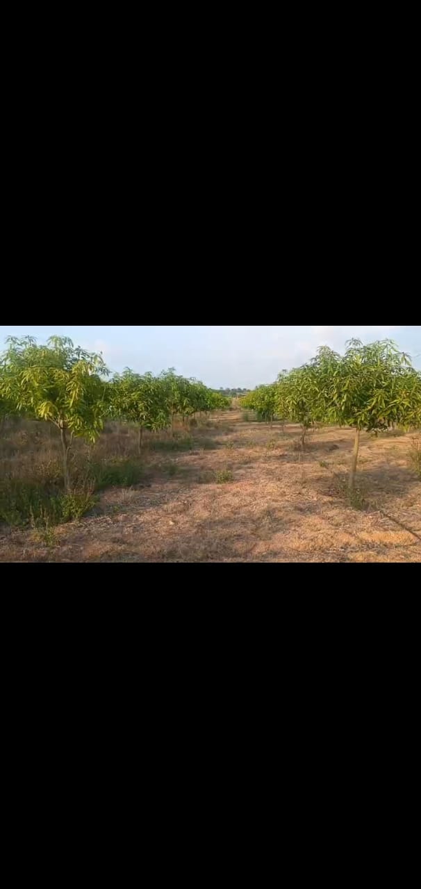 3acres mango garden for sale at markook , Siddipet