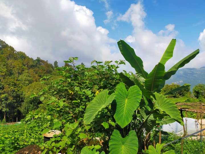 CARDAMOM, PEPPER & COFFEE FARM LAND For Sale near Kodaikanal