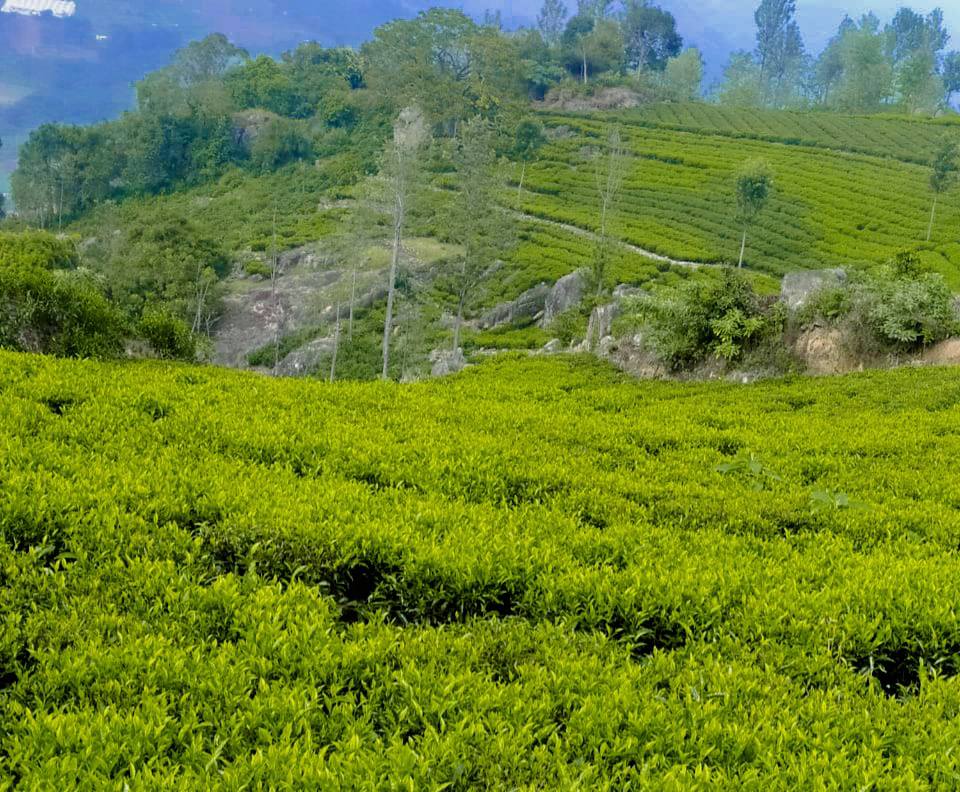 2.75 Acres Property For Sale In Kotagiri Ooty