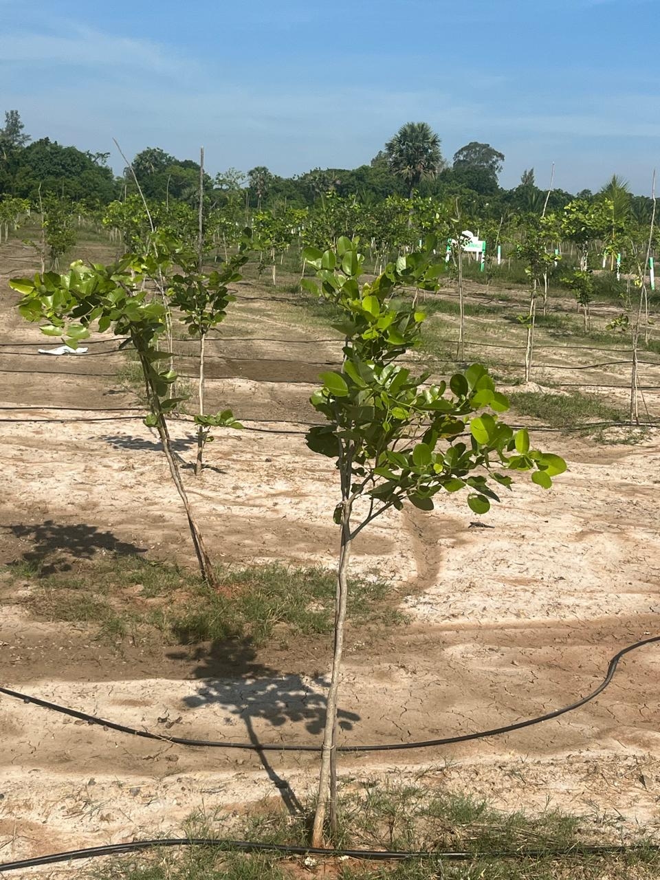 Garden and Farm Land with House for Sale in Acharappakkam GST Road, Chennai