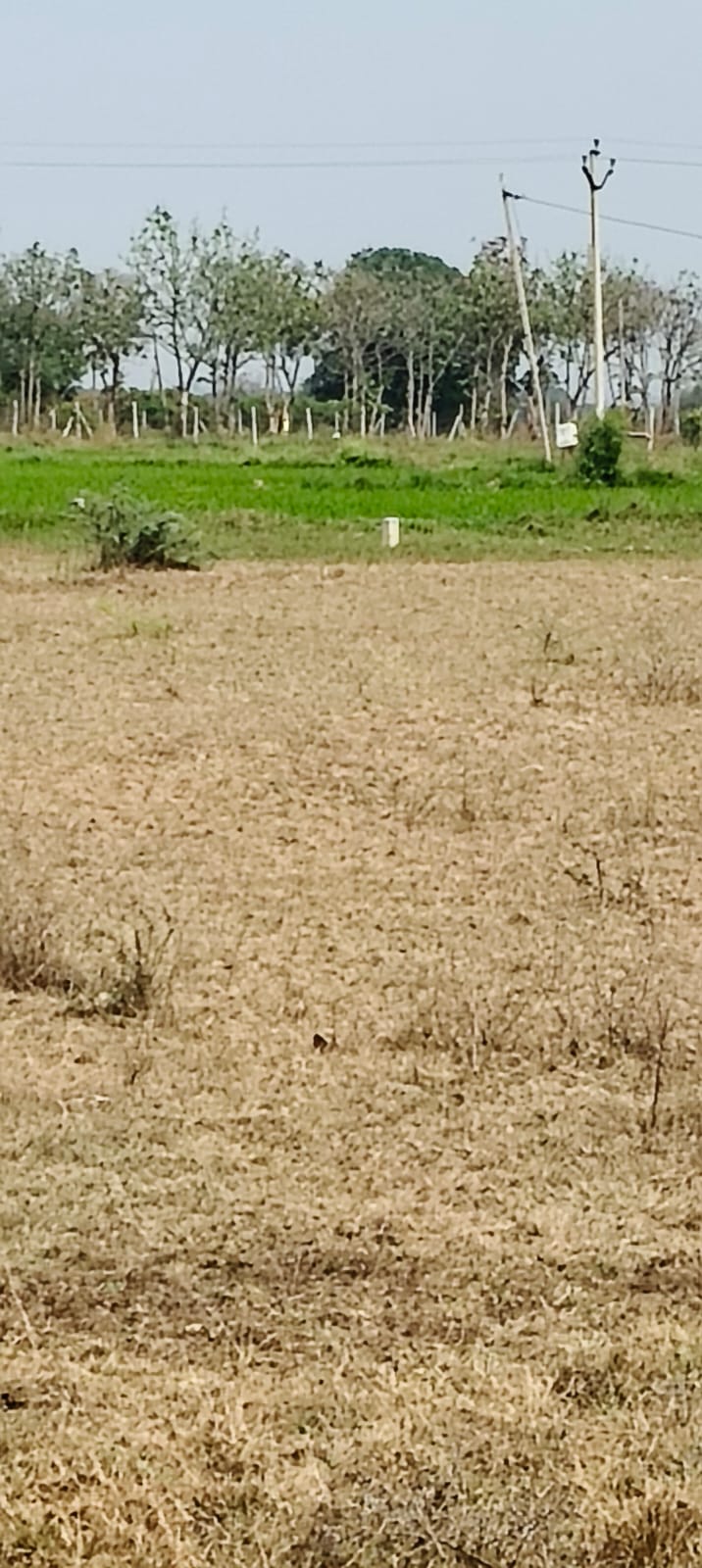 20 Acres Land For Sale At Upparigudem Sangareddy
