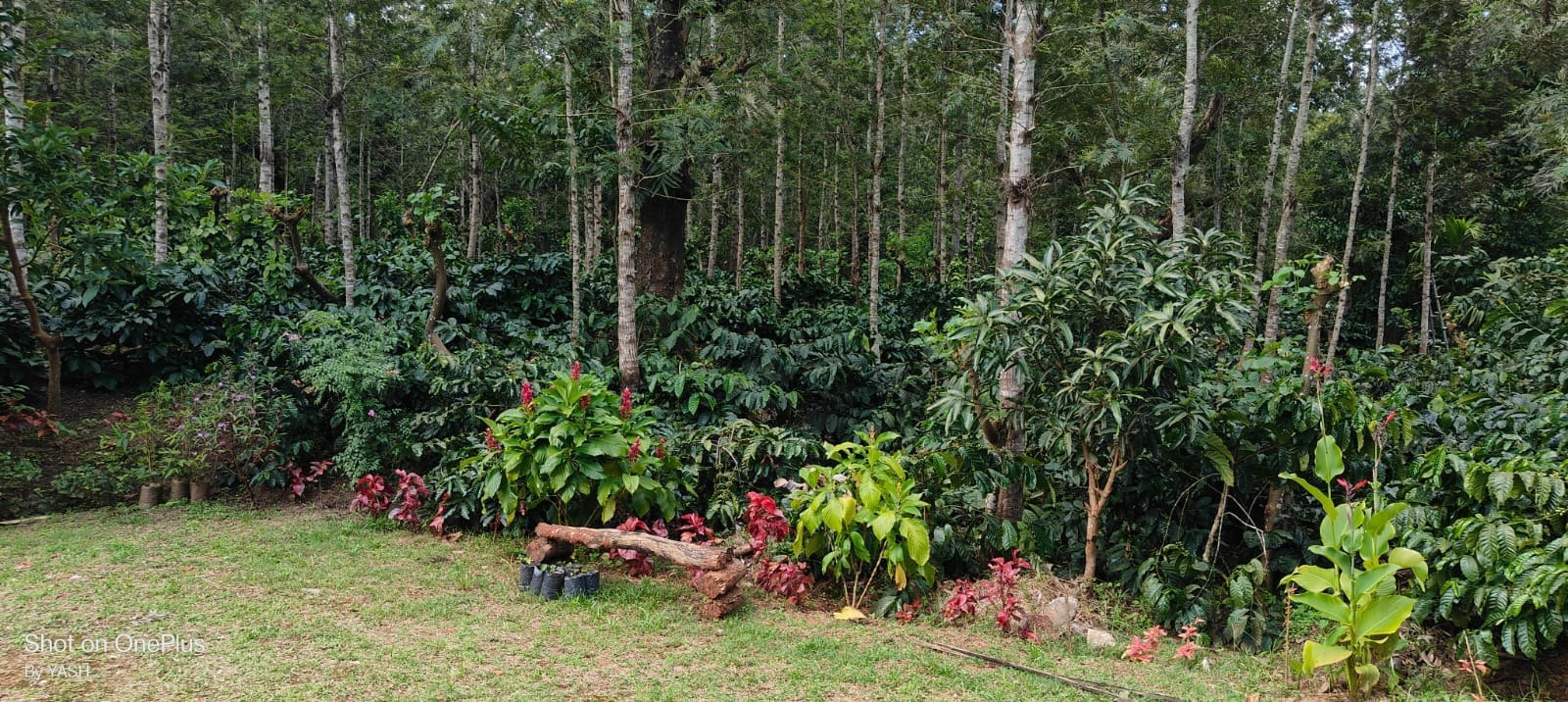12 Acre Coffee Estate with Resort for Sale in Coorg