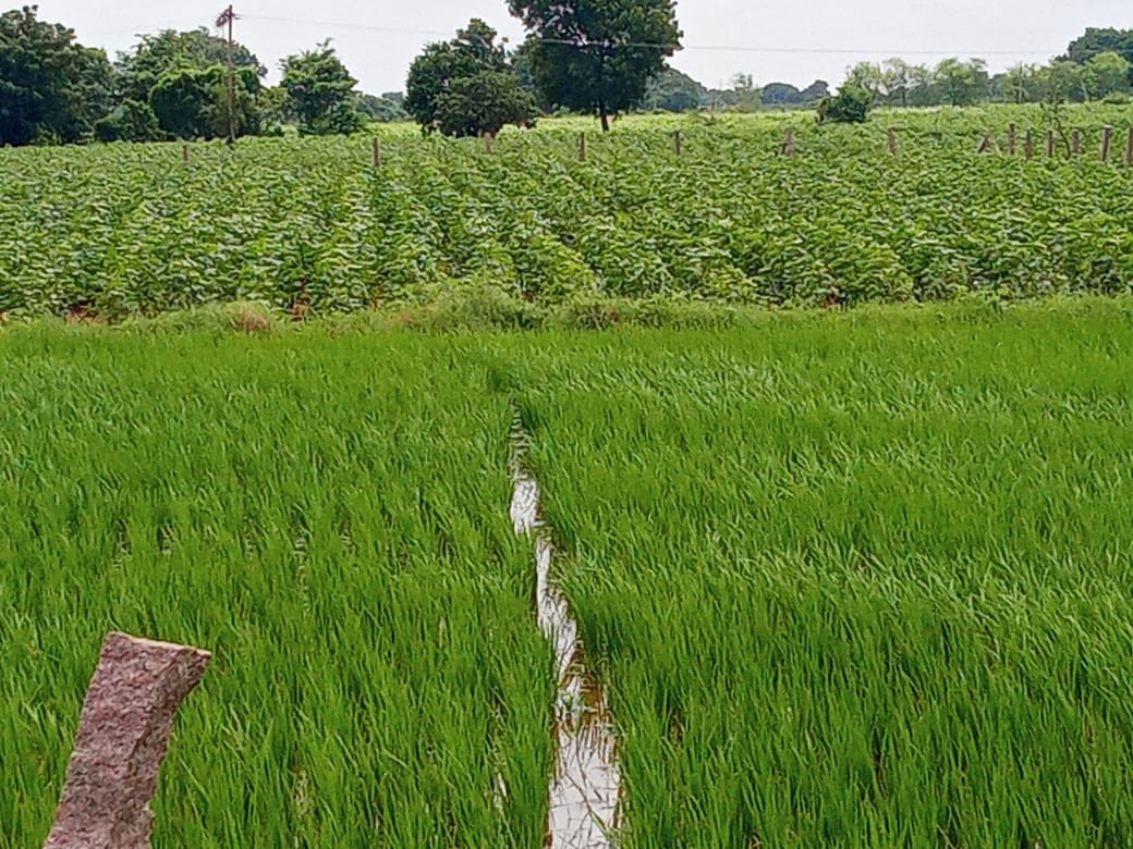 1 Acre of Red Soil Land For Sale in  Venkatraopet Siddipet