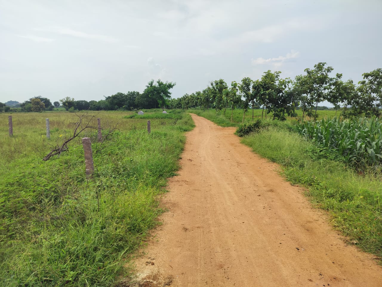 1 Acre 20 Guntas Land for Sale in  Dhoolmitta, Siddipet 