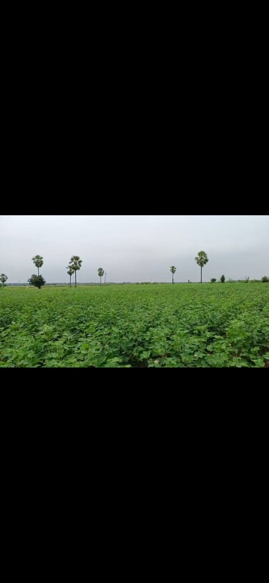 100 Acres Agricultural Land For Sale In Komuravelli Siddipet