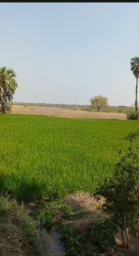 80 Acres Agricultural Land For Sale At Makthal Narayanpet