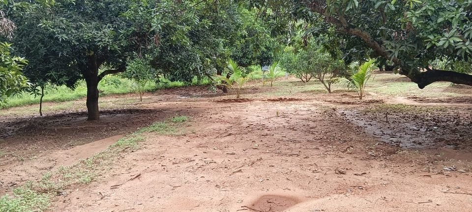 PRIME FARMLAND FOR SALE in STAR GREEN VALLEY at LINGAVADI near Maduri
