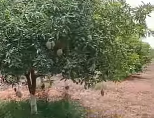 Farm Plot For Sale At Jadcherla