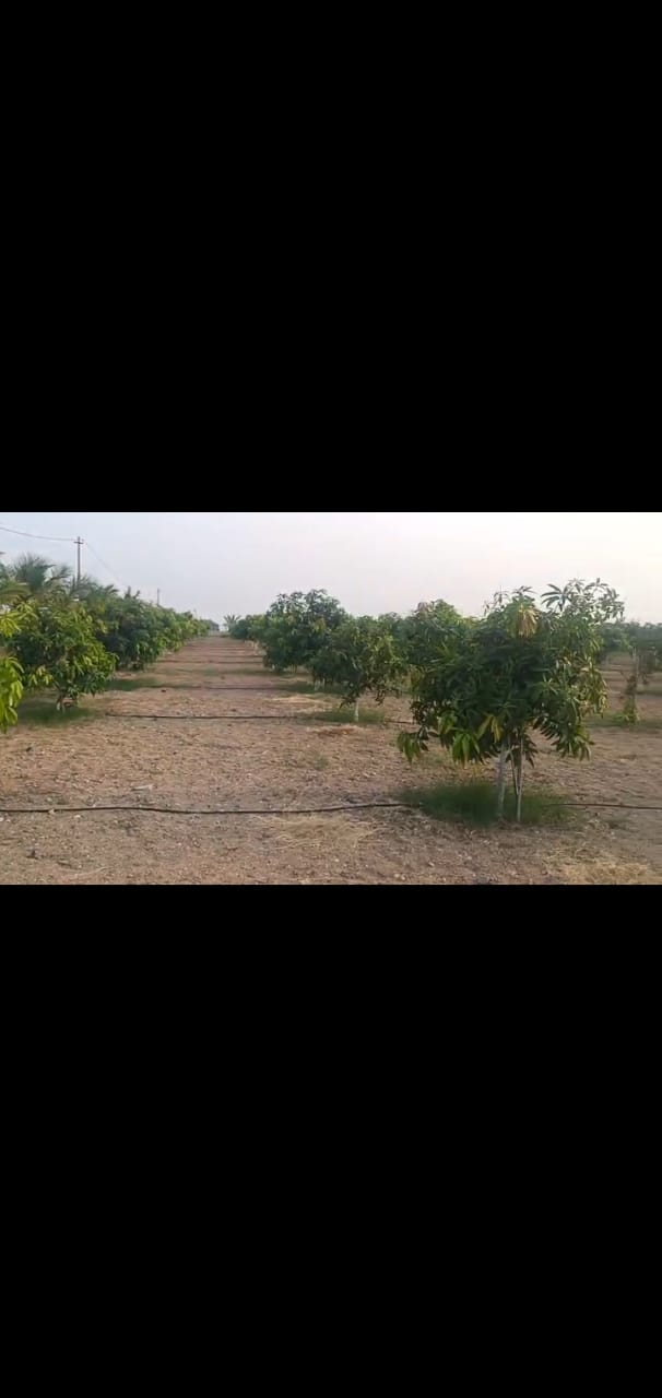 33 Guntas mango garden for sale at Jagadevpur ,  Siddipet