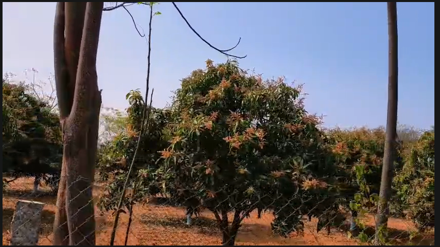 2 Acres Mango Farm Land For Sale At Jagadevpur