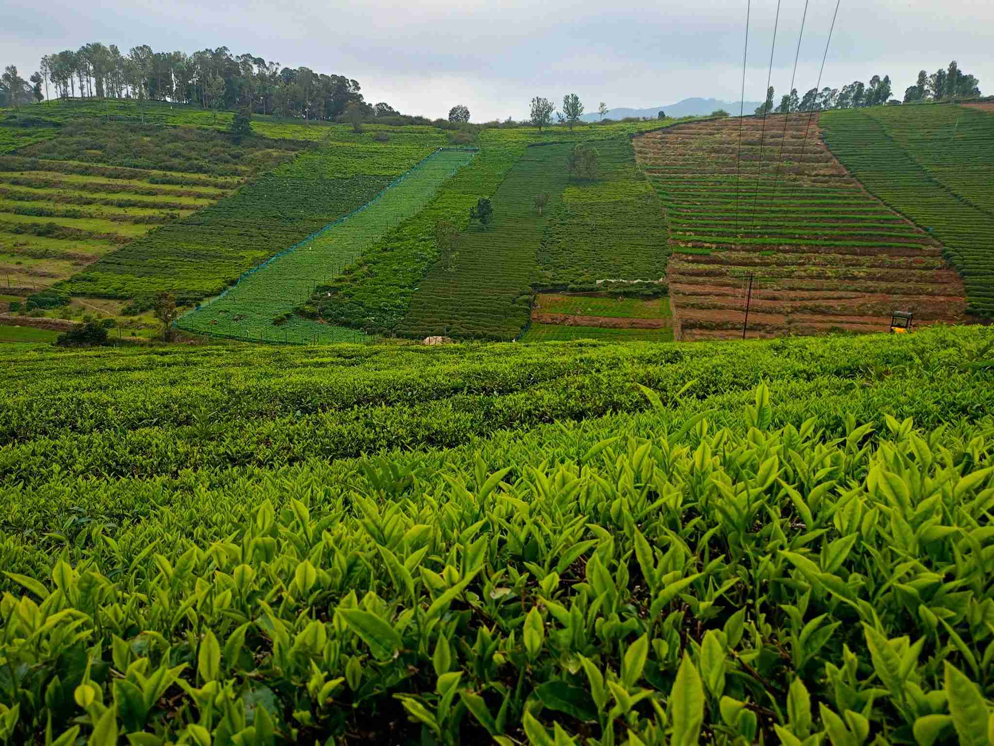 3.3 Acres Land For Sale In Ooty Nilgiris