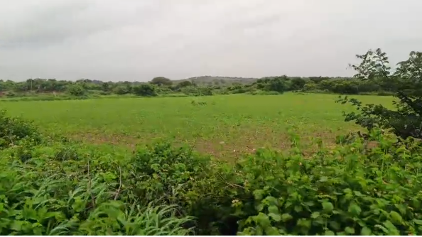 1.30 Acres Agriculture land for sale in Siddipet 