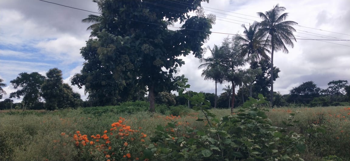 18 Acres of Land For Sale near Mysore